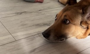 Nervous Dog Gives New Baby a Kiss