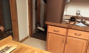 Sneaky Raccoon Makes Clean Getaway