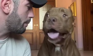 Pitbull Grabs Shoes for Owner