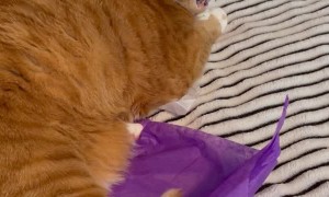 Snicker Doodle Lectures Owner About Her Sneeze