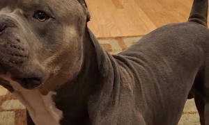 Floors Be a Little too Slick for Boosie Playing Fetch