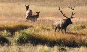 Pressure Expelled from Bull Elk Nostrils is Impressive
