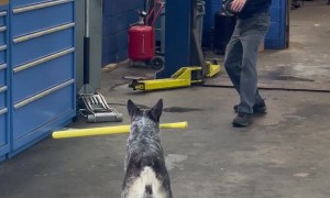 Pup Hits It Out of the Park