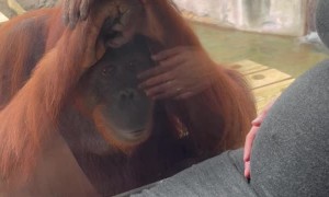 Orangutan Mesmerized by Pregnant Belly