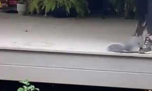 Squirrel Meeting Gone Wrong