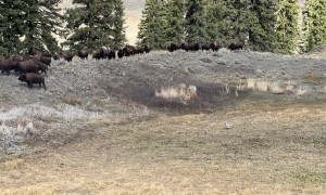 Deer Runs into Bison Herd to Evade Coyote