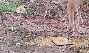 Mama Deer Giving Baby A Bath