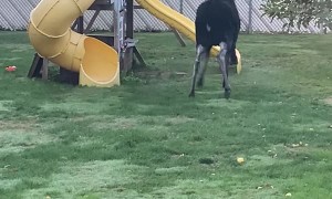 North Idaho Moose Playing in the Back Yard