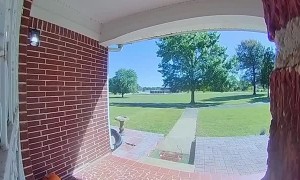 Gray Rat Snake Says Hello Through Doorbell Camera