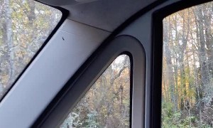 Happy Parrot Greets Its Person