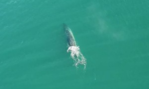 Wild Whale Sprays Water