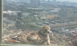 Hawk Slams Into The Window