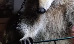 Rescue Racoon Squish Enjoys a Swing