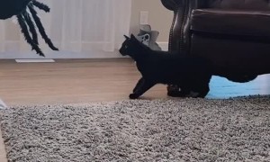 Curiosity Spooked the Cat