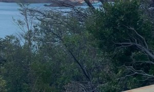 Tangled Teas Tumble from the Cup