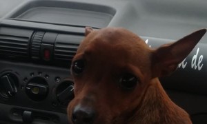 Dog Ducks While Going Under Bridge