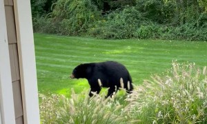 Bear Casually Walks Through Yard