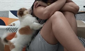 Pup Reacts to Owner's Fake Crying