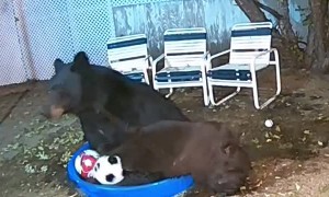 Bears Play  with Soccer Balls in Kiddie Pool