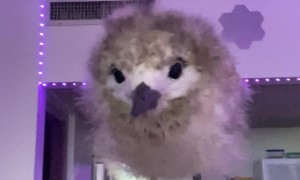 Adorable Baby Bird Defecates on Person's Head