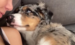 Kissing my Half Asleep Pup to See Her Reaction