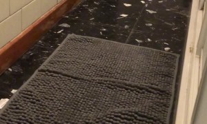 Scaredy Cat is Afraid of New Rug