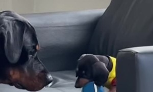 Big Dog Plays With Little Brother