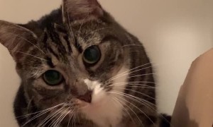Cat Reacting to Sees Herself in Front Camera for the First Time