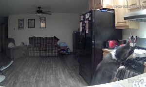 Husky Accidently Causes Kitchen Fire
