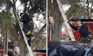 Firefighters rescue kitten stuck in a tree