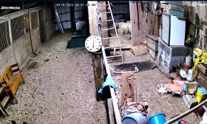 Bear Follows Mini Donkey into Barn and Chases it Out