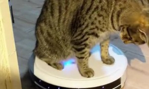 Cat Loves Riding on Roomba