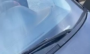 Black Bears Open Car Doors in Tennessee