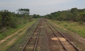 Cattle Crossing Close Call