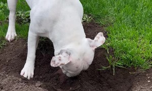 Snoopy the Digging Pup has a Unique Sneeze