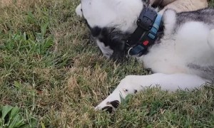 Camillia the Camel and Sitka the Husky Play Bite Each Other
