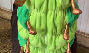 Simon the Alpaca in Caterpillar Costume for Llama-ween