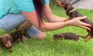 Sweet dachshund puppy wants more kisses
