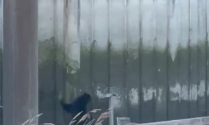 Bear Climbs Around Boats and Pier and Gets Stuck