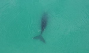 Right Whale's V-Shaped Water Spout