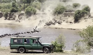Crocodile Gets Baby Wildebeest During River Crossing