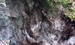 Dislodged Boulder Topples Trees