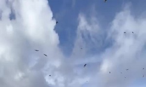 Irish Setter Captivated by Birds