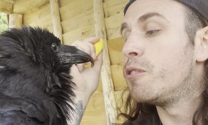 Sharing Mango with Loki the Raven