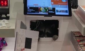 Raccoon Breaks Through Wall in Airport to Take Candy
