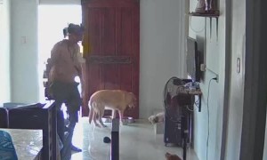 Man and Dog Dance Together