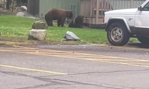 Mischievous bears are up to no good in the neighborhood