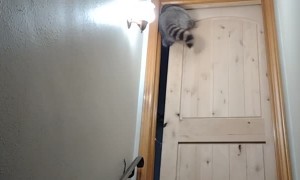 Raccoon Squeezes Through Barely Open Door