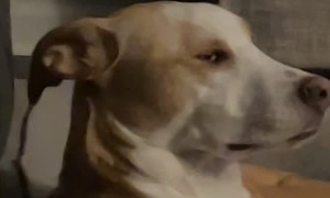 Bagel the Dog is the CEO of the Side-Eye