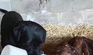 Carrying pup holds milk bottle for newborn calf